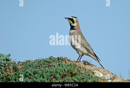 Shore Alouette hausse-col (Eremophila alpestris) Profil, Claj, Norfolk, en avril. Banque D'Images