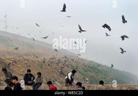 Black Kites (Milvus migrans) à Ghazipur dépotoir, Delhi, Inde, novembre 2011. Banque D'Images