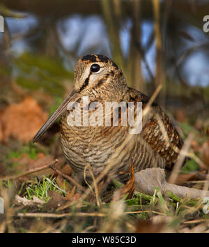 La Bécasse des bois (Scolopax ruticola) portrait, Norfolk, Angleterre, Royaume-Uni, décembre. Banque D'Images