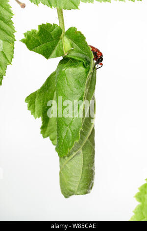 Hazel Leaf-roller (Apoderus coryli) Feuille, matériel roulant, en Allemagne, en juin Westensee, captive (Séquence 7/7) Banque D'Images