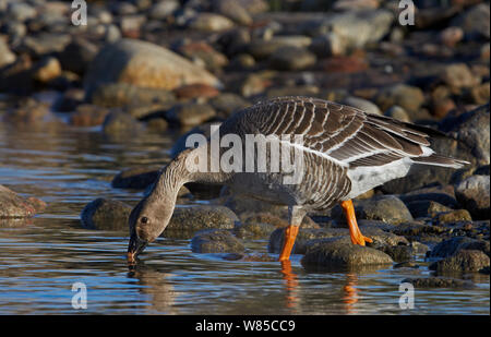 Taiga bean goose (Anser fabalis rossicus) d'alcool, l'OTU, Finlande, mai. Banque D'Images