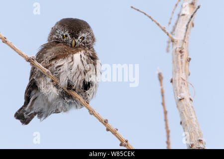 Chouette naine (Glaucidium passerinum) perchés sur des rameaux, Kuusamo, Finlande, janvier. Banque D'Images