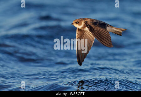 (Riparia riparia) en vol au dessus de l'eau, l'OTU, Finlande, Juillet. Banque D'Images