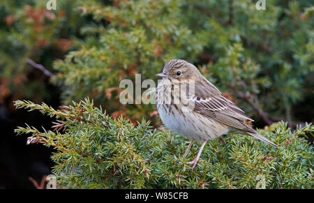 Pipit des arbres (Anthus trivialis) sur une branche, l'OTU, Finlande, mai. Banque D'Images