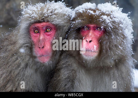 Macaque japonais (Macaca fuscata) femmes entassés pour la chaleur. Jigokudani Yean-Koen Parc National, Japon, février. Banque D'Images