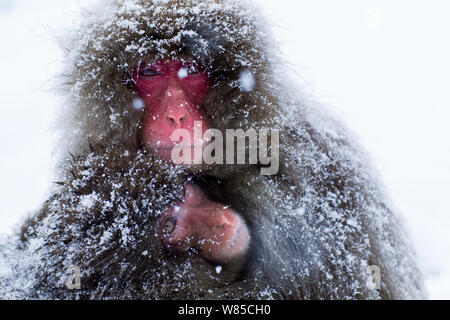 Le Macaque japonais (Macaca fuscata) piaillent ensemble pour la chaleur. Jigokudani Yaen-Koen Parc National, Japon, février. Banque D'Images