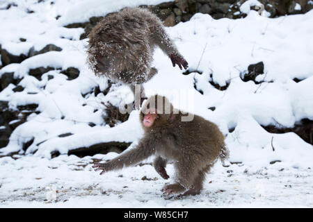 Macaque japonais (Macaca fuscata) les mineurs de jouer. Jigokudani Yean-Koen Parc National, Japon, février. Banque D'Images