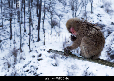 Macaque japonais (Macaca fuscata) assis sur la branche de pin. Jigokudani Yean-Koen Parc National, Japon, février. Banque D'Images