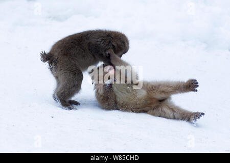Macaque japonais (Macaca fuscata) les mineurs de jouer. Jigokudani Yean-Koen Parc National, Japon, février. Banque D'Images