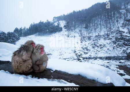 Le Macaque japonais (Macaca fuscata) piaillent tgether pour plus de chaleur. Jigokudani Yean-Koen Parc National, Japon, février. Banque D'Images