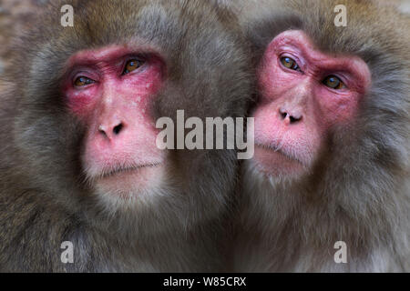 Macaque japonais (Macaca fuscata) femmes entassés pour la chaleur. Jigokudani Yean-Koen Parc National, Japon, février. Banque D'Images