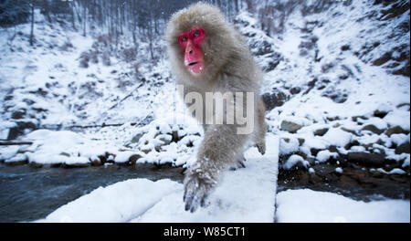 Macaque japonais (Macaca fuscata) crossing river. Jigokudani Yaen-Koen Parc National, Japon, février. Banque D'Images