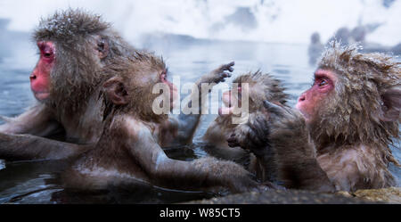 Macaque japonais (Macaca fuscata) bébés jouant dans l'eau thermale piscine. hotspring Jigokudani Yean-Koen Parc National, Japon, février. Banque D'Images