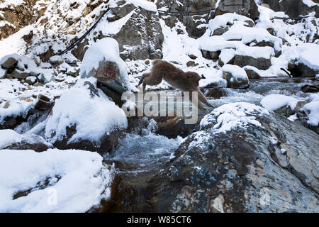 Macaque japonais (Macaca fuscata) crossing river. Jigokudani Yaen-Koen Parc National, Japon, février. Banque D'Images