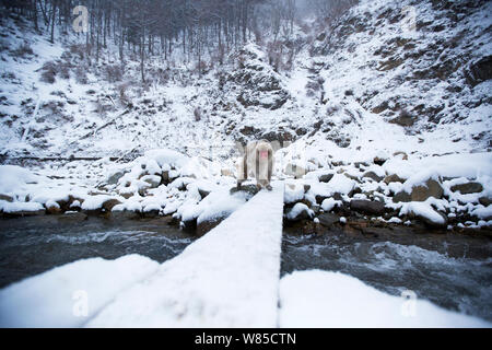 Macaque japonais (Macaca fuscata) crossing river. Jigokudani Yaen-Koen Parc National, Japon, février. Banque D'Images