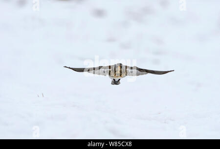 F) Fieldfare (Turdus en vol au dessus de la neige, Norfolk, England, UK, janvier. Banque D'Images