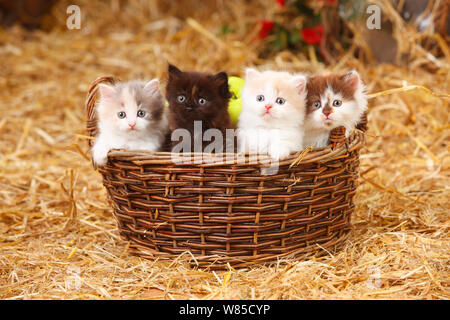 British Longhair chatons âgés de 6 semaines dans le panier. Banque D'Images