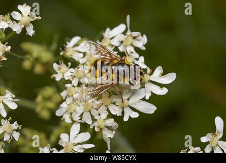 Hoverfly (Myathropa florea) Sussex, Angleterre, Royaume-Uni, août. Banque D'Images
