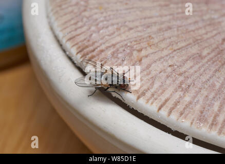 Mouche domestique (Musca domestica) autour de l'alimentation bol de sucre, promenade Sussex, Angleterre, Royaume-Uni, août. Banque D'Images