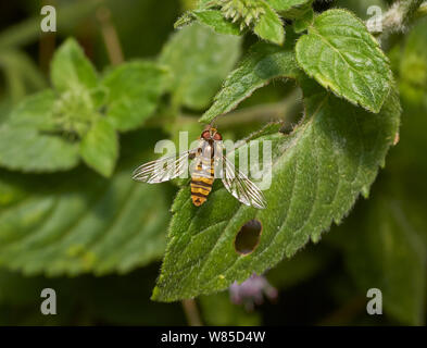 Marmalade hoverfly (Syrphus balteatus) féminin, Sussex, Angleterre, Royaume-Uni, août. Banque D'Images