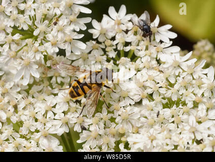 Hoverfly (Myathropa florea) mâle se nourrissant de berce du Caucase. Sussex, Angleterre, Royaume-Uni, juillet. Banque D'Images