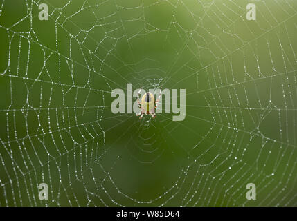 Marbré de orb weaver (araignée Araneus marmoreus) féminin, Sussex, Angleterre, Royaume-Uni, septembre. Banque D'Images