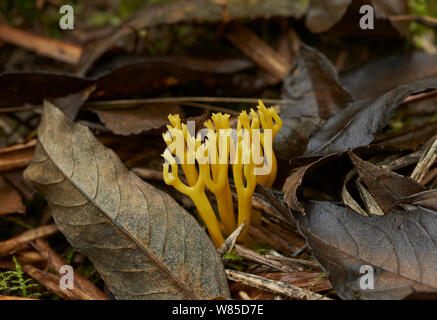 Staghorn jaune champignon (Calocera viscosa) Sussex, Angleterre, Royaume-Uni, octobre. Banque D'Images