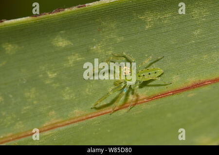 Spider (Lyssomanes Magnolia viridis) en Floride, USA, février. Banque D'Images