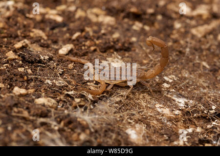 Scorpion méditerranéen (Mesobuthus gibbosus) Corfou, Grèce, en mai. Banque D'Images