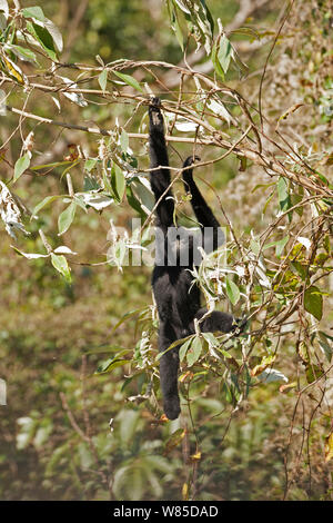 Ouest du Yunnan black-crested gibbon (Nomascus concolor furvogaster) escalade, Yunnan, Chine, février. Banque D'Images