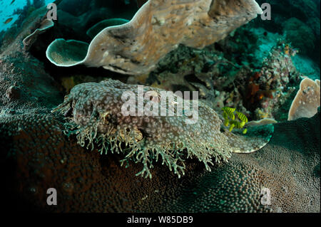 Tassled requin wobbegong Eucrossorhinus dasypogon) (en attente de proies en embuscade, camouflée sur la plaque de corail, Raja Ampat, Papouasie occidentale, en Indonésie, l'océan Pacifique. Banque D'Images