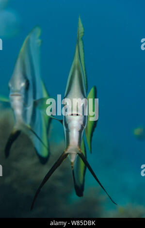 Face ronde / Petit platax (Platax teira) Raja Ampat, Papouasie occidentale, en Indonésie, l'océan Pacifique. Banque D'Images