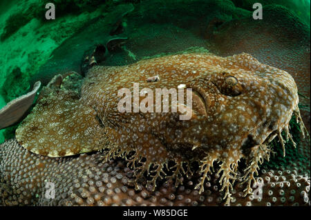 Tassled requin wobbegong Eucrossorhinus dasypogon) (en attente de proies en embuscade, camouflée sur la plaque de corail, Raja Ampat, Papouasie occidentale, en Indonésie, l'océan Pacifique. Banque D'Images