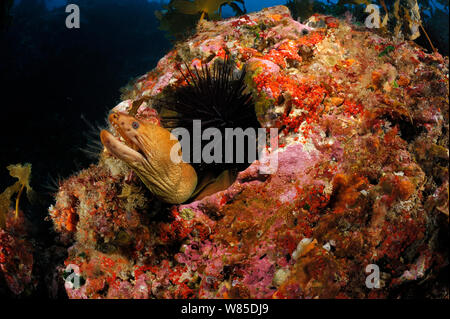 Murène jaune (Gymnothorax prasinus) à la recherche du trou, Îles Poor Knights, réserve marine, Nouvelle Zélande, Pacifique Sud, juillet. Banque D'Images