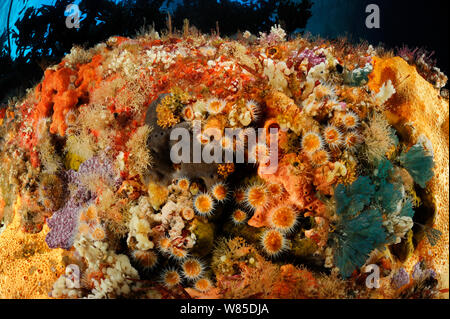 Face recouverte de roches sous-marines d'anémones à rayures (Actinothoe albocincta), les éponges et les hydroïdes, Îles Poor Knights, réserve marine, Nouvelle Zélande, Pacifique Sud, juillet. Banque D'Images