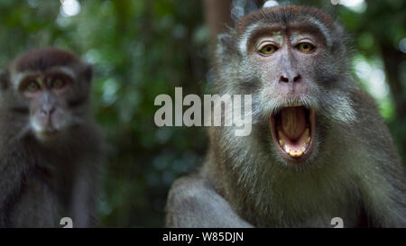 Macaque à longue queue (Macaca fascicularis) mâle juvénile âgés de 18 à 24 mois le bâillement - Point de vue grand angle. Parc national de Bako, Sarawak, Bornéo, Malaisie. Banque D'Images