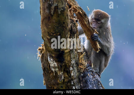 Macaque à longue queue (Macaca fascicularis) retrait de l'écorce lâche un arbre mort pour révéler l'alimentation. Parc national de Bako, Sarawak, Bornéo, Malaisie. Mar 2010. Banque D'Images