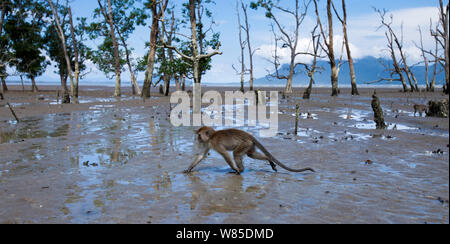 Macaque à longue queue (Macaca fascicularis) marche à travers les vasières de la mangrove a révélé à marée basse - Point de vue grand angle. Parc national de Bako, Sarawak, Bornéo, Malaisie. Mar 2010. Banque D'Images