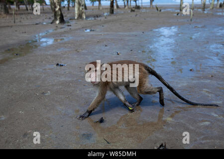 Macaque à longue queue (Macaca fascicularis) marche à travers les vasières de la mangrove a révélé à marée basse - Point de vue grand angle. Parc national de Bako, Sarawak, Bornéo, Malaisie. Mar 2010. Banque D'Images