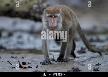 Macaque à longue queue (Macaca fascicularis) Femme portant un bébé de 2 à 4 semaines sous son ventre de nourriture dans les vasières de la mangrove à marée basse. Parc national de Bako, Sarawak, Bornéo, Malaisie. Banque D'Images