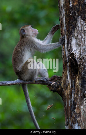 Macaque à longue queue (Macaca fascicularis) retrait de l'écorce lâche un arbre mort pour révéler l'alimentation. Parc national de Bako, Sarawak, Bornéo, Malaisie. Mar 2010. Banque D'Images
