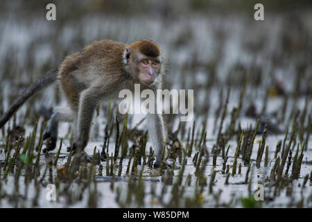 Macaque à longue queue (Macaca fascicularis) se nourrissent dans les marais de mangroves a révélé à marée basse. Parc national de Bako, Sarawak, Bornéo, Malaisie. Mar 2010. Banque D'Images