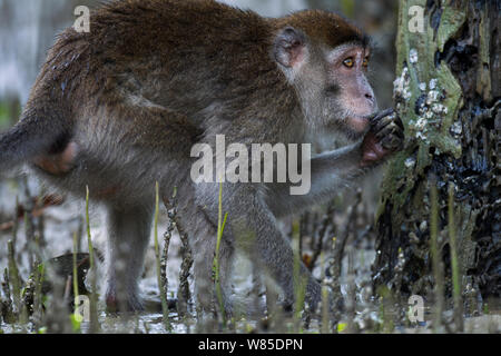 Macaque à longue queue (Macaca fascicularis) en quête de coquillages et d'autres aliments sur les arbres a révélé à marée basse dans la mangrove. Parc national de Bako, Sarawak, Bornéo, Malaisie. Mar 2010. Banque D'Images