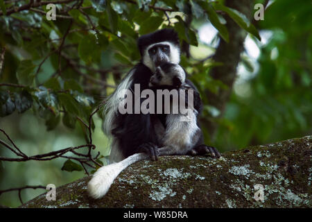 L'est le noir et blanc (Colobus guereza Colobus) assis avec des mineurs âgés de 2 à 3 mois bébé arraché. Forêt de Kakamega au sud, Province de l'Ouest, au Kenya Banque D'Images