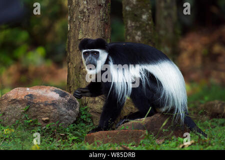 L'est le noir et blanc (Colobus guereza Colobus) marcher sur le terrain. Forêt de Kakamega au sud, Province de l'Ouest, au Kenya Banque D'Images