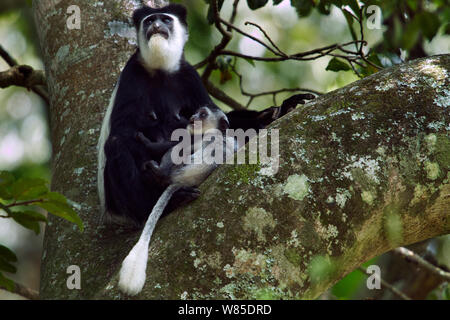 L'est le noir et blanc (Colobus guereza Colobus) femmes d'agir de façon agressive envers son bébé âgé de 2 à 3 mois. Forêt de Kakamega au sud, Province de l'Ouest, au Kenya Banque D'Images