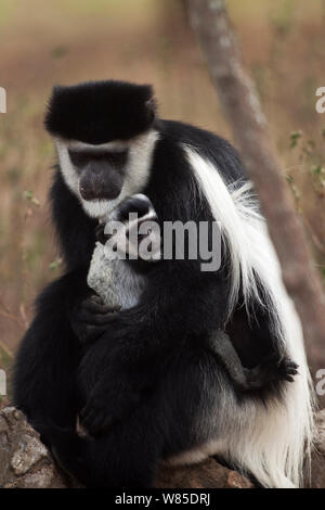 L'est le noir et blanc (Colobus guereza Colobus) femmes berçant son bébé âgé de 1 à 2 mois. Elsamere, le lac Naivasha, Province de la vallée du Rift, au Kenya Banque D'Images