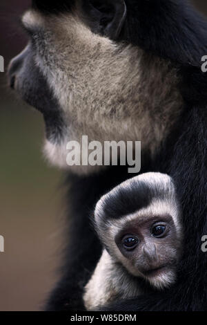 L'est le noir et blanc (Colobus guereza Colobus) femmes berçant son bébé âgé de 1 à 2 mois dans ses bras. Elsamere, le lac Naivasha, Province de la vallée du Rift, au Kenya. Banque D'Images