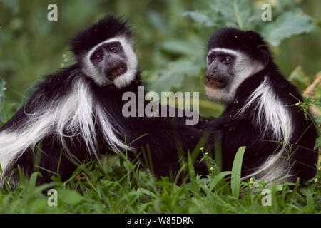 L'est le noir et blanc (Colobus guereza Colobus) les singes jouent les combats. Kakamega Forest National Reserve, Province de l'Ouest, au Kenya Banque D'Images
