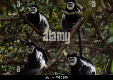 L'est le noir et blanc (Colobus guereza Colobus) Le Singe assis dans un arbre. Kakamega Forest National Reserve, Province de l'Ouest, au Kenya Banque D'Images